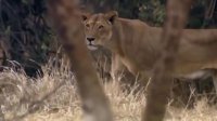 مستند حیات وحش شیر ها - شیرها نتوانستند طعمه بوفالو گورخر زرافه را کنترل کنند