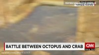 شکار خرچنگ توسط اختاپوس