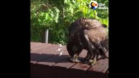 Drowning Baby Eagle Rescued by Awesome Guys | The Dodo