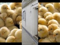 بزرگترین مزرعه مرغ مادر تخم گذار