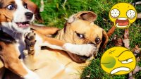 کلیپ خنده دار و بامزه از سگ ها