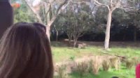 Safari Time-Lapse at Disney's Animal Kingdom