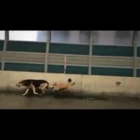 یک کارخوب ، عین خارجیا !