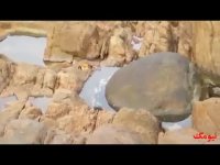 شکار دیدنی خرچنگ توسط اختاپوس