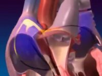 قلب فیزیولوژی