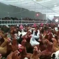 فروش مرغ 6ماهه تخمگذارمحلی گلپایگانی09121986651