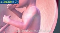 مراحل رشد جنین