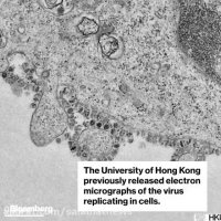 ویروس کرونا را ببینید