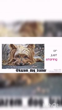Kazemdogtrainer مربی و رفتارشناس سگ ـ رفع ناهنجاری سگها  کاظم کلهر
