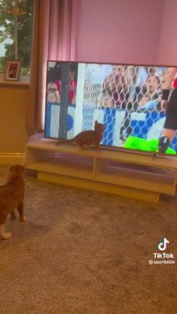 کلیپ خنده دار کوتاه گربه دروازه بان