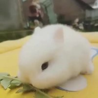 خرگوش سفید digikalairan.com