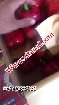 فروش انواع فلفل دلمه ای رنگی