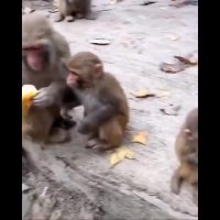 جواد خواجوی - نکو بچه جان