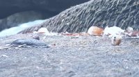 Slug in hyperlapse by the river