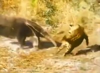 جگوار در مقابل مورچه خوار