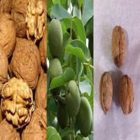 خرید نهال گردو 09121270623