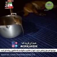 سالهاست كه طاعون ریشه كن شده ،  موشها  را نكشید!!
