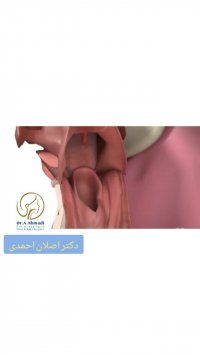 آناتومی گلو