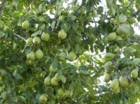 خرید گلابی دم کج 09123205271