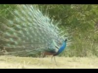 یکی از بی نظیرترین زیبایی های خلقت