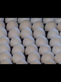 قیمت خرید جوجه یکروزه تخمگذار