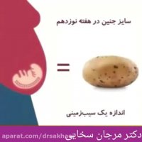 رشد جنین در شکم مادر