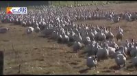 معدوم شدن ‫هزاران غاز و اردک در فرانسه