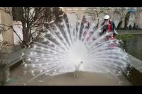 زیبایی خاص طاووس سفید