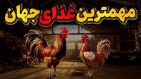 تاریخ پرفراز و فرود مرغ و خروس و حمایت آنها از انسان در گذر زمان!
