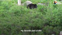 What To Do If You Run Into A Bear | The Dodo