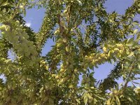 قیمت درخت بادام تکساس 09197722261