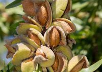 نهالستان بزرگ بادام 09120460327