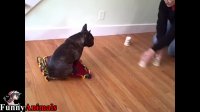 Cats and Dogs Playing The Shell Game - Cats & Dogs Trick