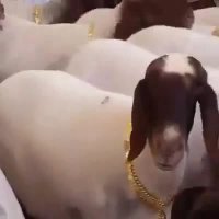 گردنبد طلا برای گوسفند