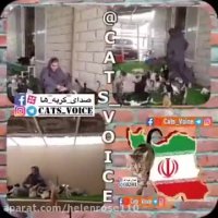 این مهر بانو اهل كویت بهترین دوستان خود را یافت.