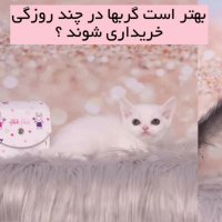 بهترین سن خرید گربه
