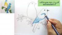 آموزش نقاشی دو قناری عاشق