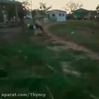 خری که سواری نمیده و مشتری رو له میکنه