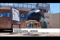 شیر دریایی که نقاش است؟