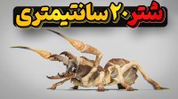 عنکبوت شتری - هیولایی که به تعقیب انسان میپردازد!