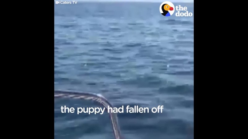 Puppy Rescued From MIDDLE OF THE SEA | The Dodo