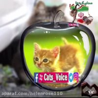 گربه ها بهترین داروى صد افسردگى طبیعى هستند