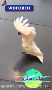 سگ طوطی دیده بودی؟