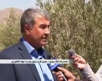 هشدار عرضه روغن زیتون های بی کیفیت در بازار