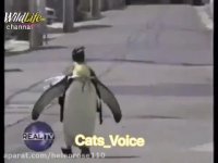 این پنگوئن هر روز صبح با یک کوله پشتی برای خودش ماهی می