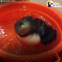 Rescued Puffin Spoiled By New Mom | The Dodo