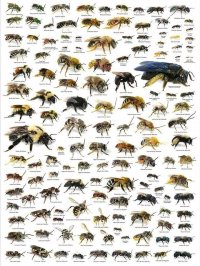 عسل فروشی مادر