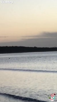 دنبال بازی سگ و کانگورو وسط دریا