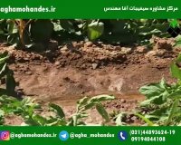 کاشت داشت و برداشت گوجه