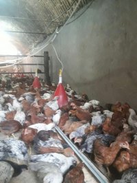 مرغ گلپایگانی